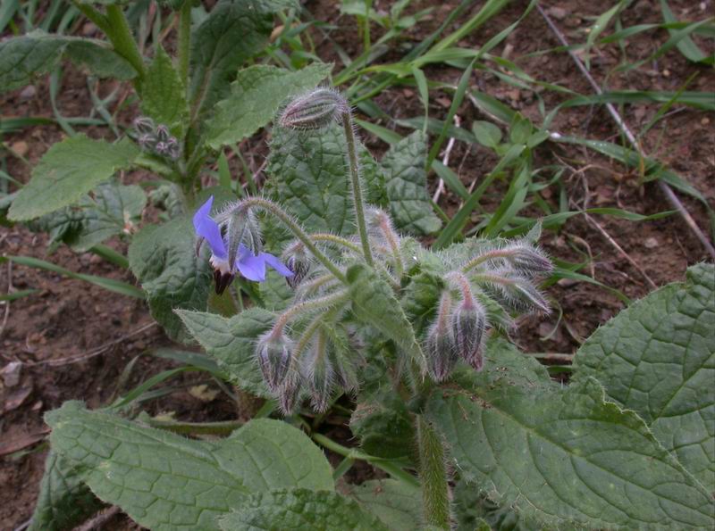 Borago officinalis / Borragine comune